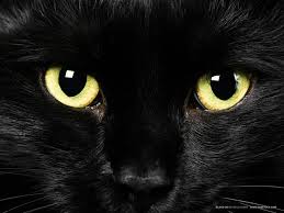 Black Cat Mobile Web & Apps